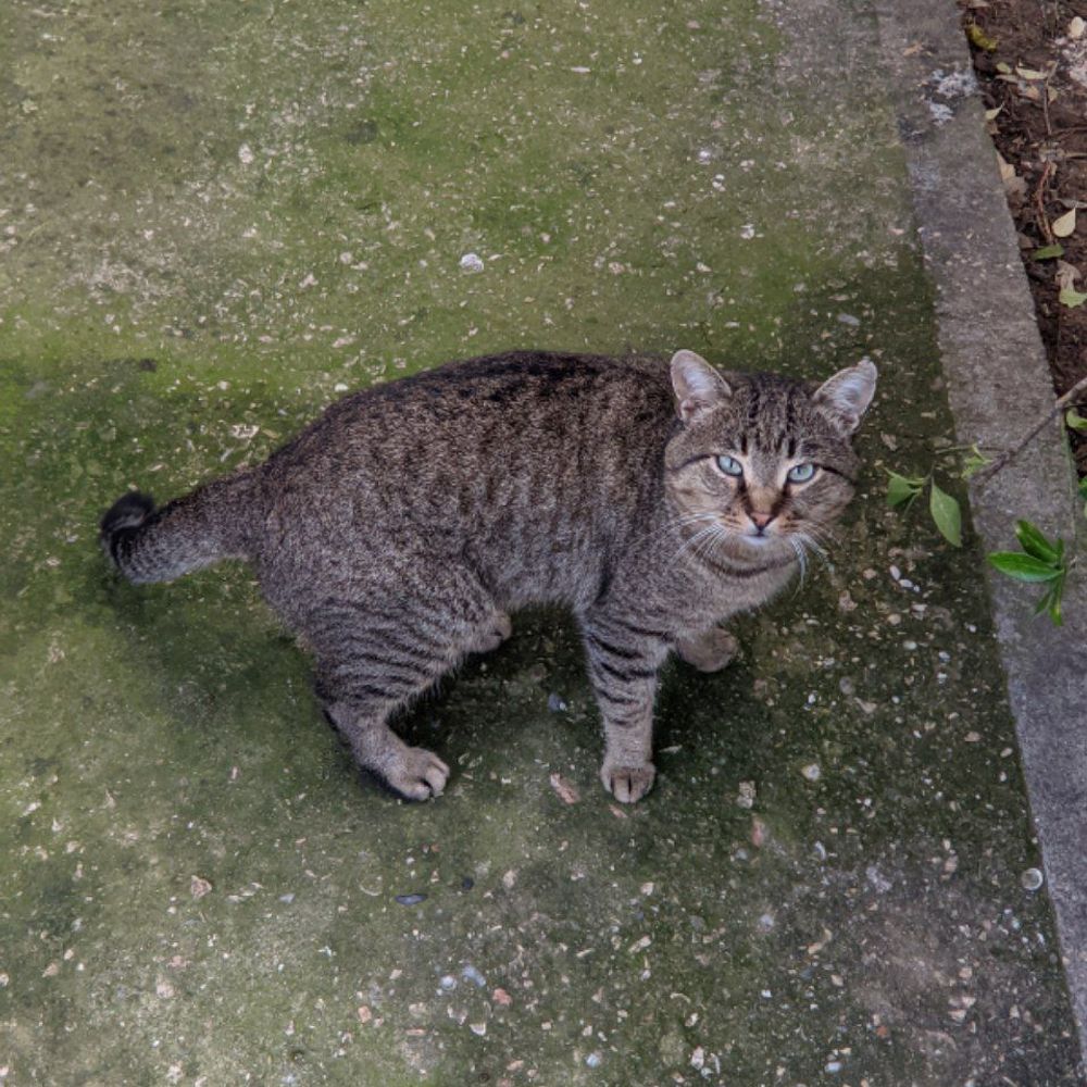 Una fotografia casuale di un gatto